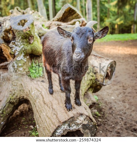 Young black goat climbed on log in barnyard.