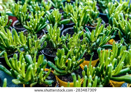 Crassula ovata Hobbit commonly known as jade plant, friendship tree, lucky plant, or money tree. It is native to South Africa, and is common as a houseplant worldwide.