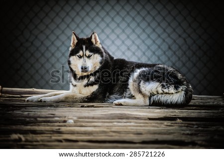 Laika refers to a type of hunting dog of Northern Russia and Russian Siberia, and is a generic name for several breeds.