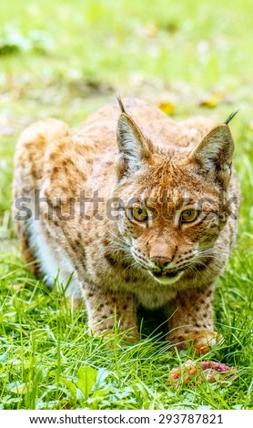 Eurasian lynx is a medium-sized cat native to European and Siberian forests, Central Asia and East Asia.
