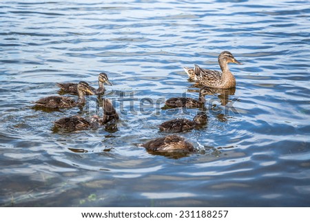 female duck with offspring swimming in the river