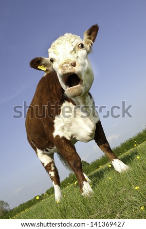 A female pedigree Hereford Cow grazing in buttercup field angled view with mouth open