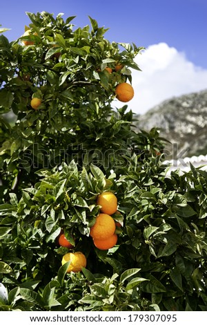 An orange tree with oranges with mountain behind