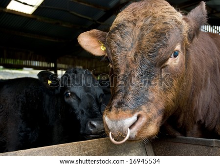 Dexter bull with nose ring and female Dexter cow behind