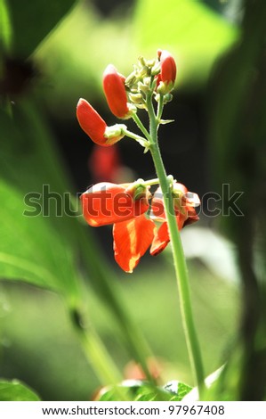 close up of runner bean flower, stalk and foliage.