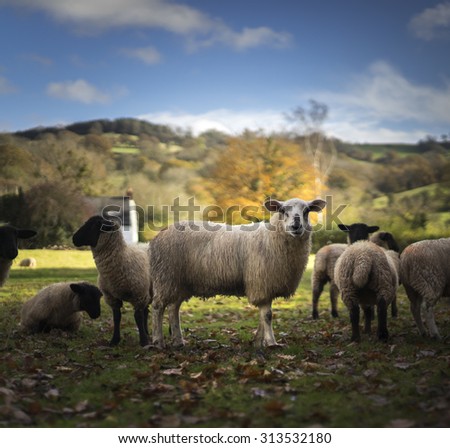 Sheep at morning feeding time congregate around the troughs. Herefordshire, UK