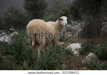 A sheep turns back from the scrub to look back at the photographer.