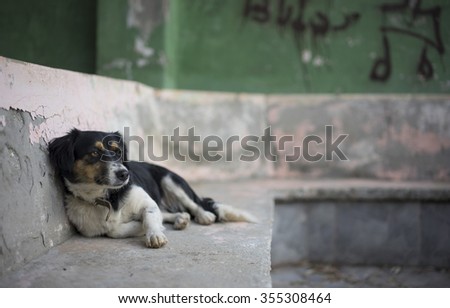 A street dog reclines in the ruins of a derelict building. The resort town of Kas, Turkey