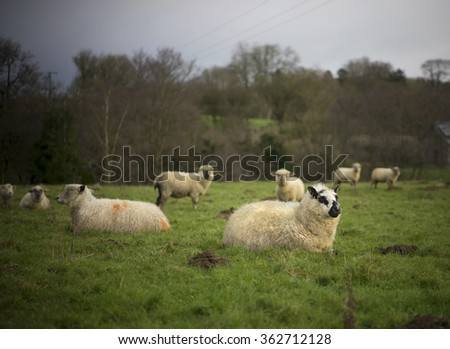 A mixed breed sheep in the Gloucestershire countryside. UK