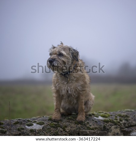 Border Terrier on wall. Misty background. UK