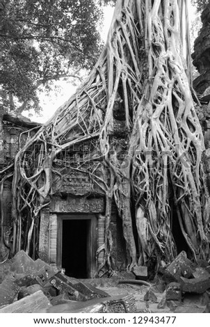 Ta Prohm Temple at Cambodia.  The one featured in 
