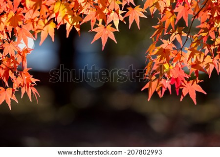 Autumn leaf color is a phenomenon that affects the normally green leaves of many deciduous trees and shrubs by which they take on, during a few weeks in the autumn season