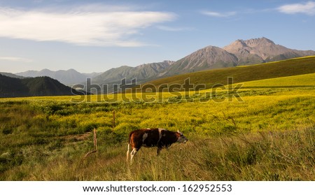 The cole flowers in the morning of Qilian county in Qinghai tibet plateau.