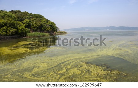 The polluted water of Taihu lake by cyanobacteria bloom in Jiangsu province of China.