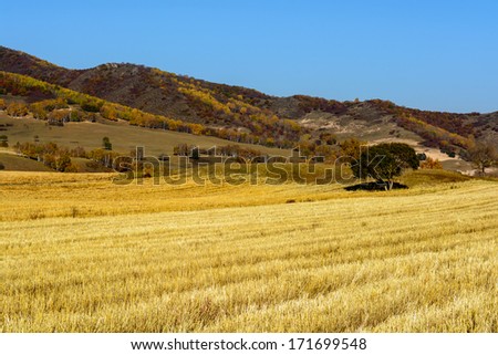 the wheat land after harvest under the sunshine in Bashang prairie Inner Mongolia.