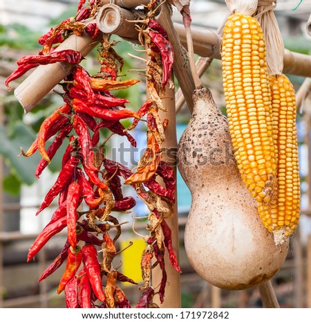the corn, gourd,chili together in a typical Chinese farmer\'s house.