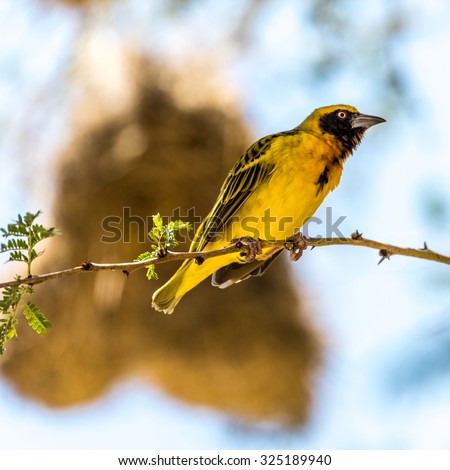 Wild Birds from Africa - Southern Yellow Masked Weaver during the breeding season in Kenya.