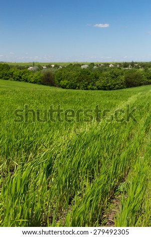 Young green wheat field on a background of the blue sky, line of trees and hoses