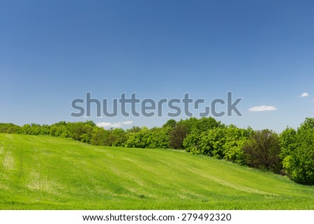 Young green wheat hill field on a background of the blue sky, line of trees