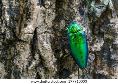 Metallic wood-boring beetle