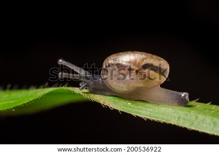 Snail crawling on the wet leaf.