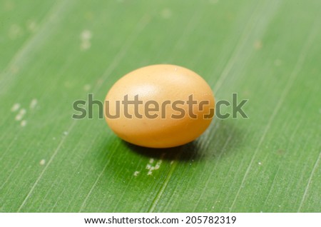 Egg of Metallic wood-boring beetle.