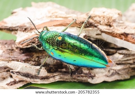 Metallic wood-boring beetle.