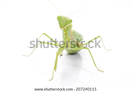 Female European Mantis or Praying Mantis, Mantis religiosa, in front of white background.