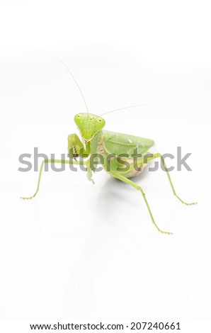 Female European Mantis or Praying Mantis, Mantis religiosa, in front of white background