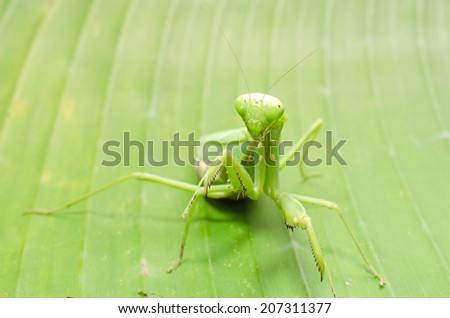 In the green leaves of the praying mantis.