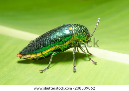Beautiful Jewel Beetle or Metallic Wood-boring (Buprestid)