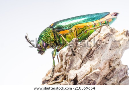 Beautiful Jewel Beetle or Metallic Wood-boring (Buprestid) isolated on white background