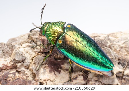 Beautiful Jewel Beetle or Metallic Wood-boring (Buprestid) isolated on white background