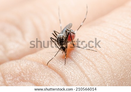 Macro of mosquito (Culex pipiens) ready to sting isolated on human hand skin.