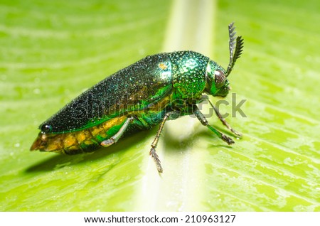 Beautiful Jewel Beetle or Metallic Wood-boring (Buprestid) on green leaf.