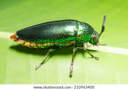 Beautiful Jewel Beetle or Metallic Wood-boring (Buprestid) on green leaf.