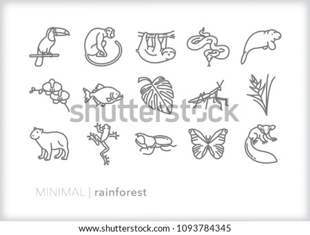 Set of 15 minimal rain forest animal and plant icons including slot, birds, reptiles, fish, bugs, flowers, and mammals