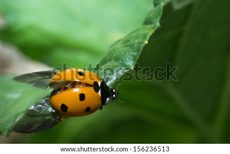 Asian Multicolored Lady Beetle is spreading its wings and departing.