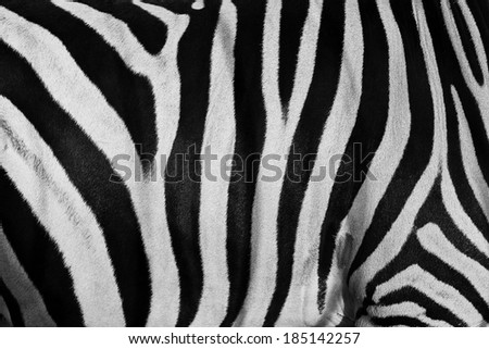 monochrome texture of zebra skin