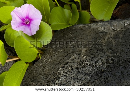 Beautiful purple flower laying down on tropical volcanic lava rock. Space for copy.