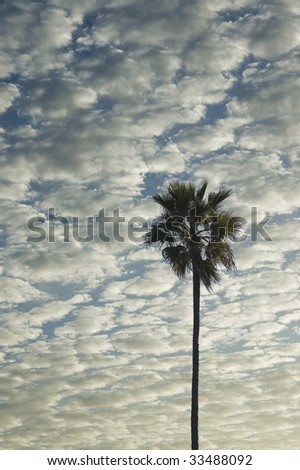 California Palm tree against stratus clouds.