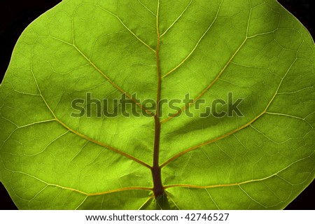 Close up of green leaf , pattern looks like a tree inside a leaf. Tropical leaf.
