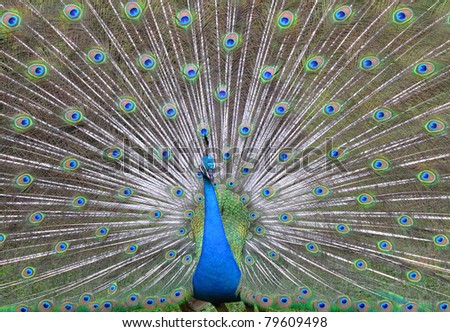 Peacock with beautiful feathers and open plumes.