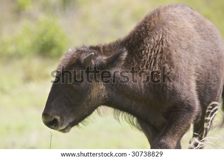 An American baby Buffalo grazing on the plains of Oklahoma (http://www.artistovision.com/animals/buffalo-baby.html).