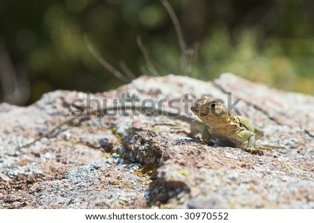An Eastern Collared Lizard sunning himself on a rock - CROTAPHYTUS COLLARIS (http://www.artistovision.com/animals/collared-lizard.html).