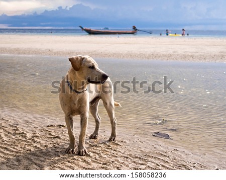 A beautiful labrador dog on the beach with people and a boat in the background.