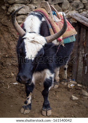 Dzo (hybrid of yak and domestic cattle) on the trail to Everest Base Camp in Nepal.