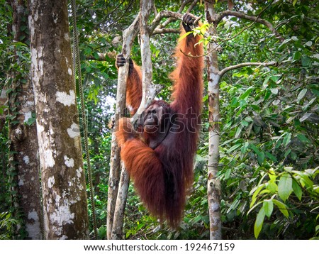 Alpha male Borneo Orangutan at the Semenggoh Nature Reserve near Kuching, Sarawak State, Malaysia.
