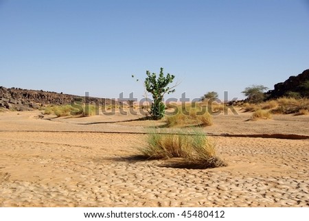 Wadi in Libyan desert