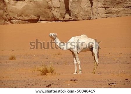 Camel in Libyan desert